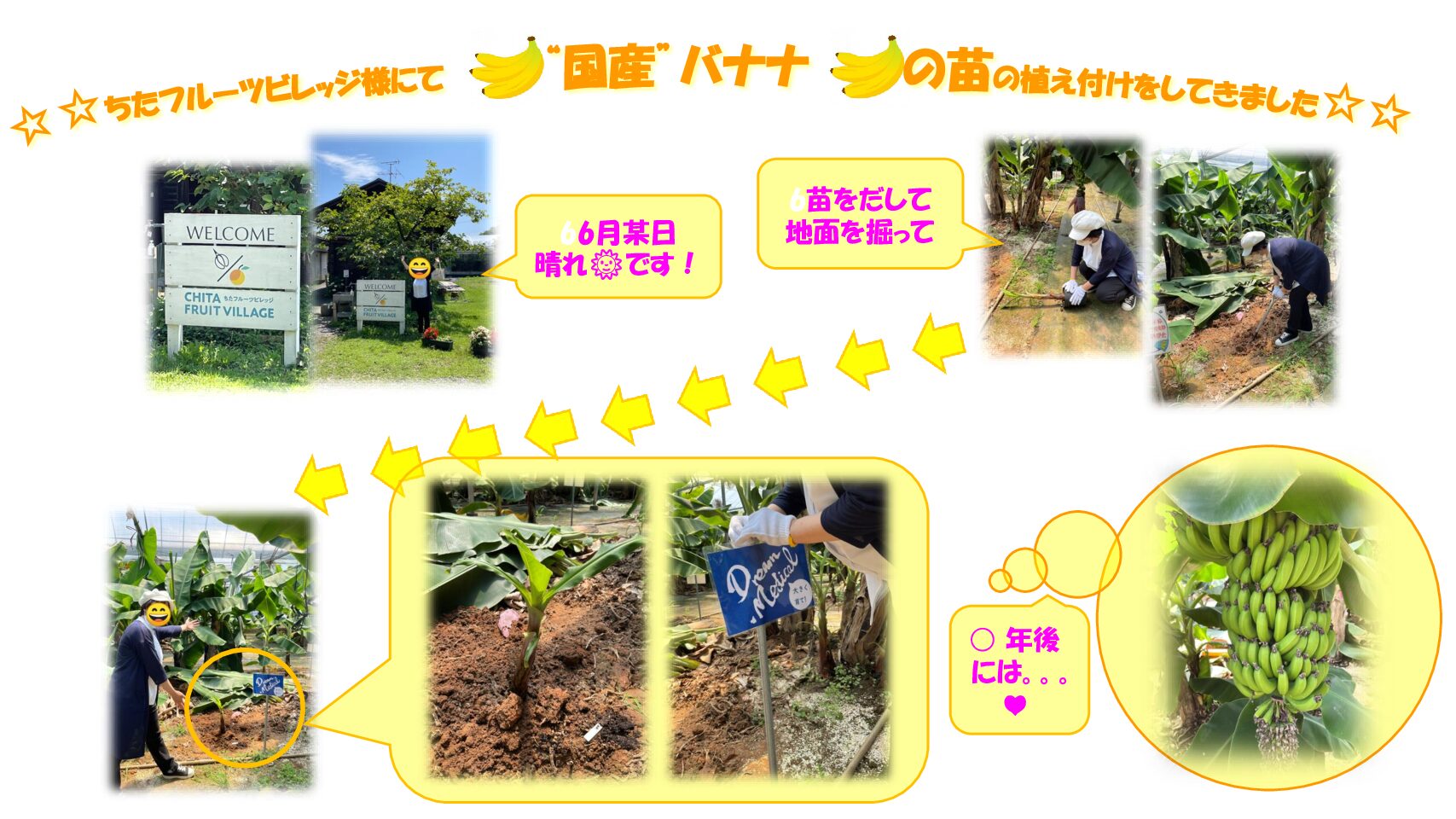 国産バナナの植え付け | 株式会社ドリームメディカル｜愛知県で8店舗の調剤薬局